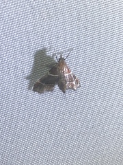 Penthesilea difficilis