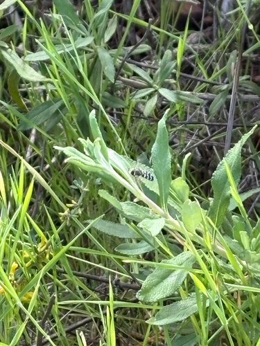 Unknown species found near San Diego County, UCNRS, US-CA, US