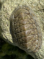 Chiton tuberculatus image