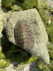 Chiton tuberculatus