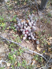 Mammillaria capensis