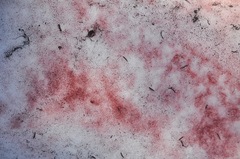 Chlamydomonas nivalis