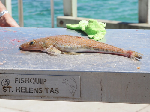 Deep sea flathead (Platycephalus richardsoni) — Platycephalidae
