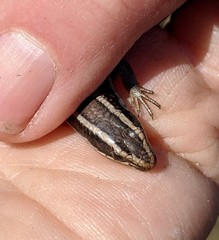 Plestiodon skiltonianus interparietalis