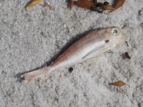 Butterfly gurnard (Lepidotrigla mulhalli) — Triglidae — 4
