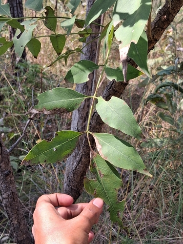 Schrebera swietenioides