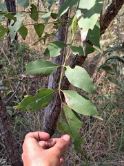 Schrebera swietenioides