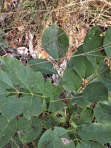 Schrebera swietenioides, photograph 2