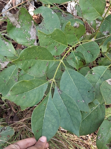 Schrebera swietenioides, photograph 3