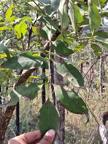 Schrebera swietenioides, photograph 4
