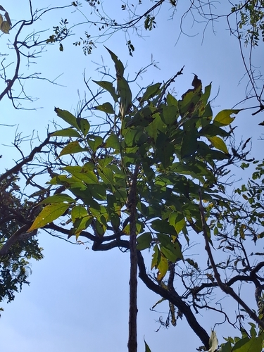 Schrebera swietenioides, photograph 5