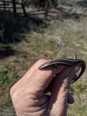 Plestiodon skiltonianus interparietalis