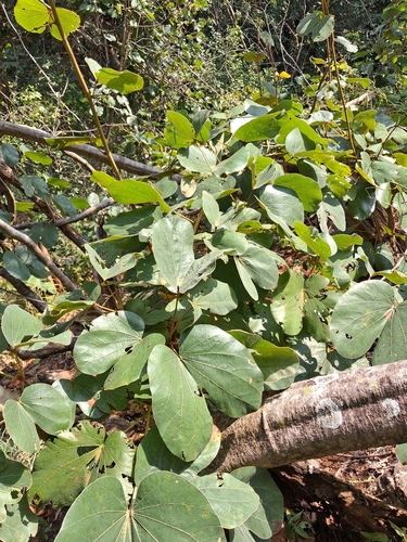 Malu-creeper (Phanera vahlii)