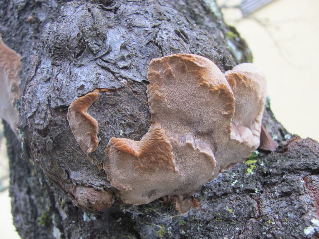Phellinus pomaceus · February 2026 · photo: © zebedeugalinha (iNaturalist, cc-by)