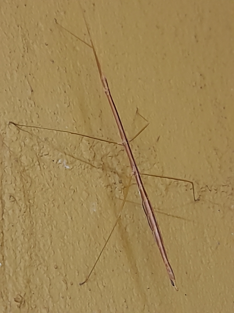 Ladhani Insect Lonchodini from Yulara NT 0872, Australia on February 17, 2026 at 11:54 ...