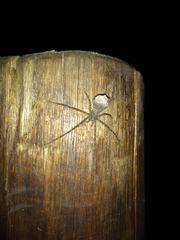 Paradossenus longipes