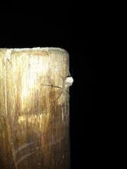 Paradossenus longipes