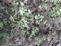 Salvia lasiocephala