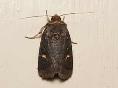 Proteuxoa hydraecioides