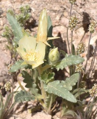Mentzelia tricuspis