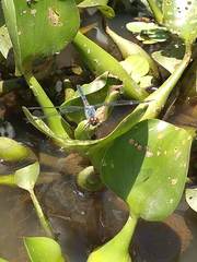 Oligoclada rubribasalis