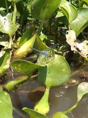 Oligoclada rubribasalis