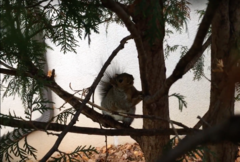 Sciurus carolinensis