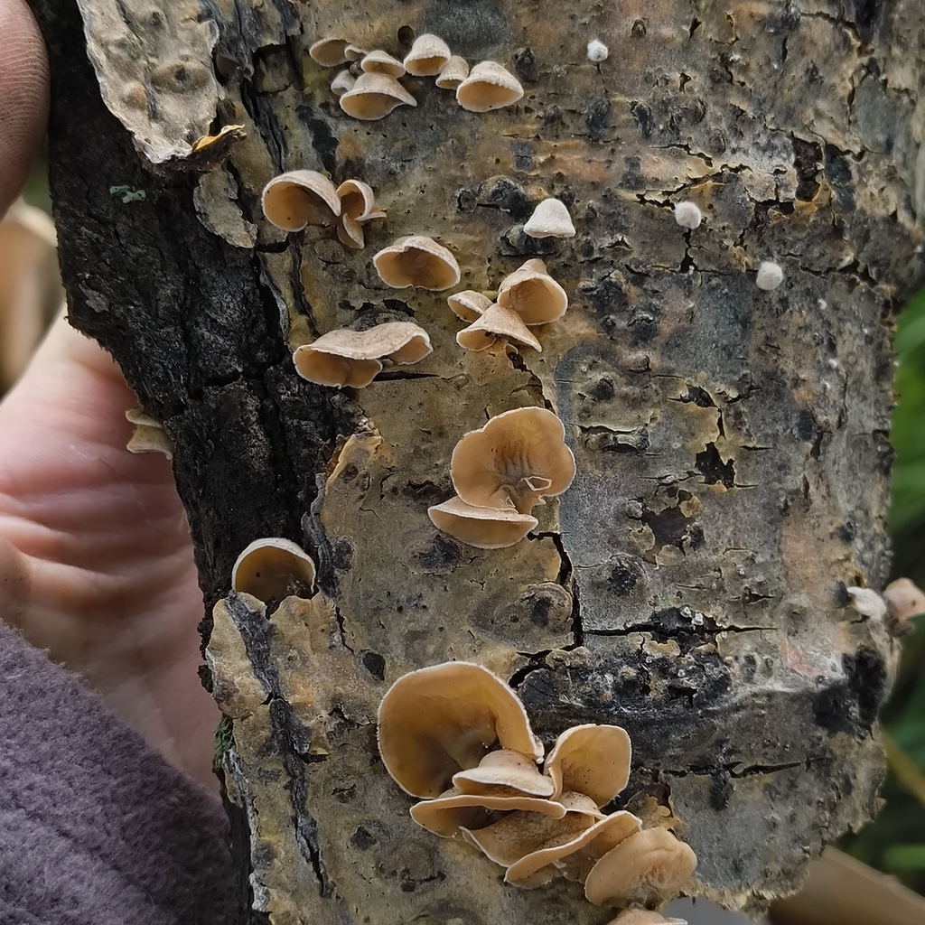 Schizophyllum amplum · February 2026 · photo: © zedt (iNaturalist, cc-by)