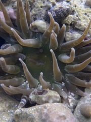 Isoaulactinia stelloides