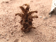 Aphyllon corymbosum corymbosum