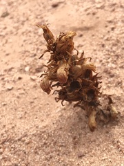 Aphyllon corymbosum corymbosum