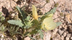 Mentzelia tricuspis