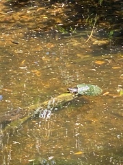Trachemys venusta iversoni