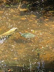 Trachemys venusta iversoni