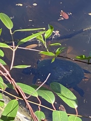 Trachemys venusta iversoni
