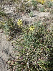 Astragalus nevinii