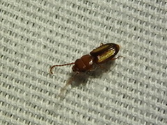 Laemophloeus terminalis
