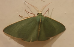 Chlorocoma assimilis