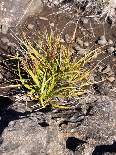 Morelotia gahniiformis observed 2026-02-17