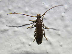 Sparedrus aspersus