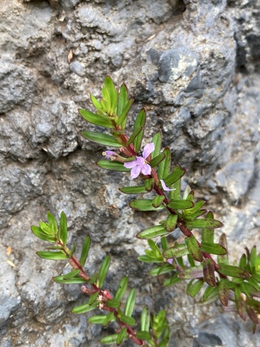 Lythrum maritimum observed 2026-02-17