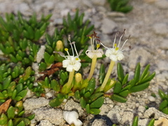 Wilsonia backhousei