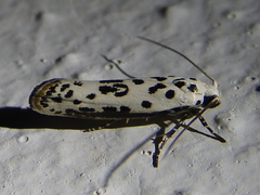 Ethmia bittenella