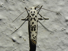 Ethmia bittenella