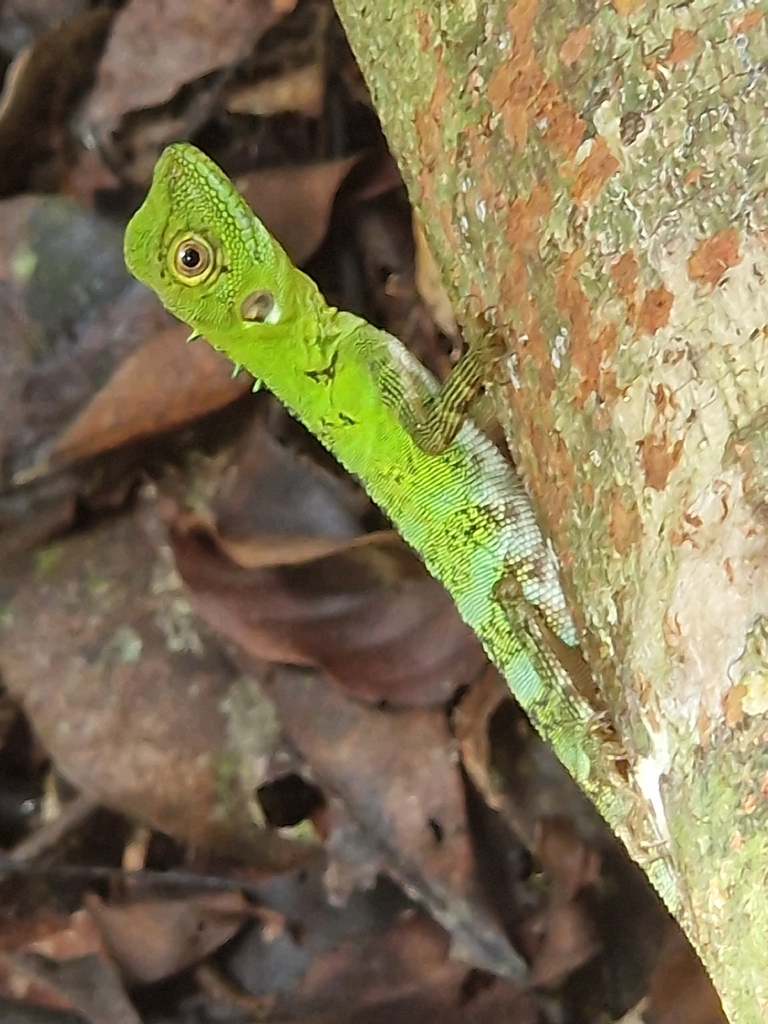 Lesser Forest Dragon (Hypsilurus modestus)