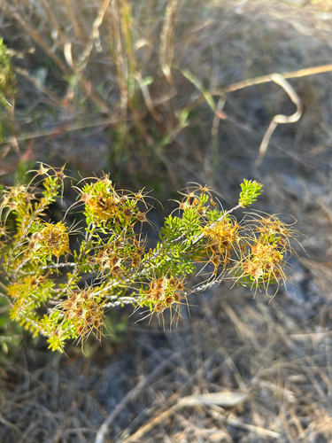 Calytrix flavescens observed 2026-02-18