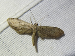Euacidalia