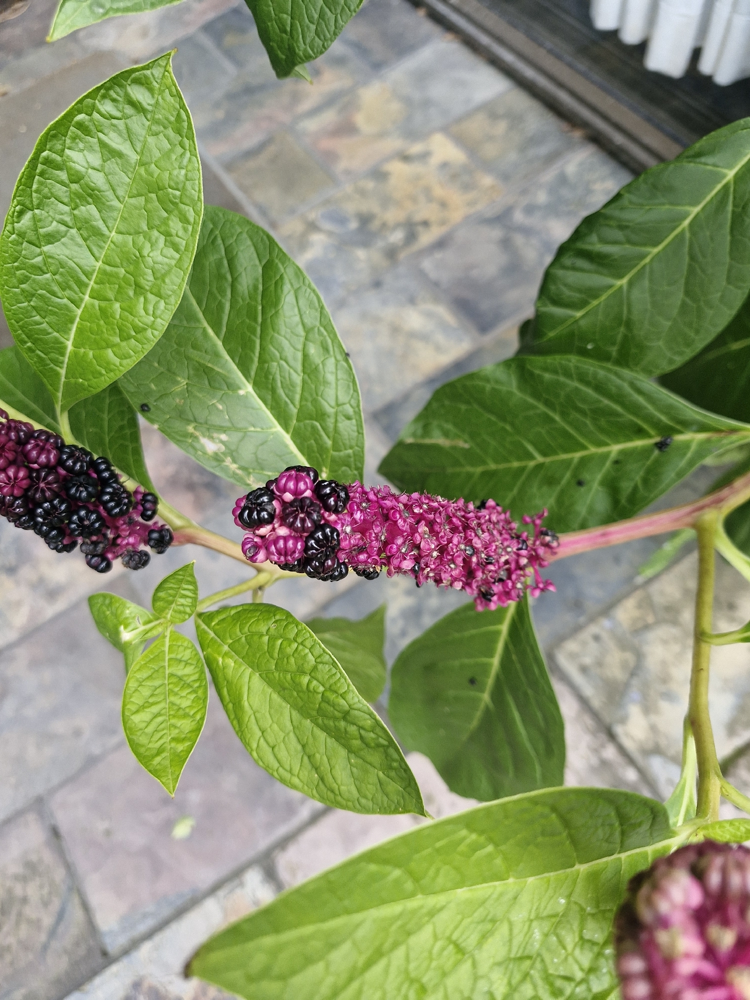 Asian pokeweed