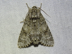 Acronicta rubricoma