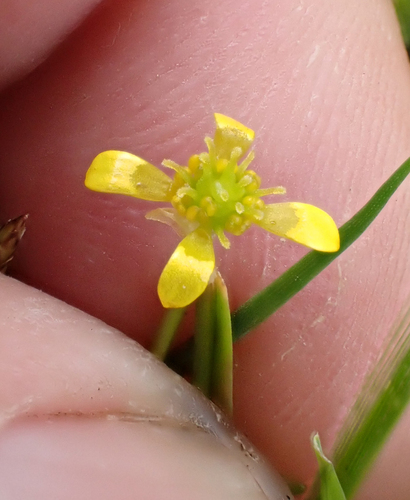 Ranunculus glabrifolius, photograph 6